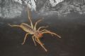 Galeodes cf graecus